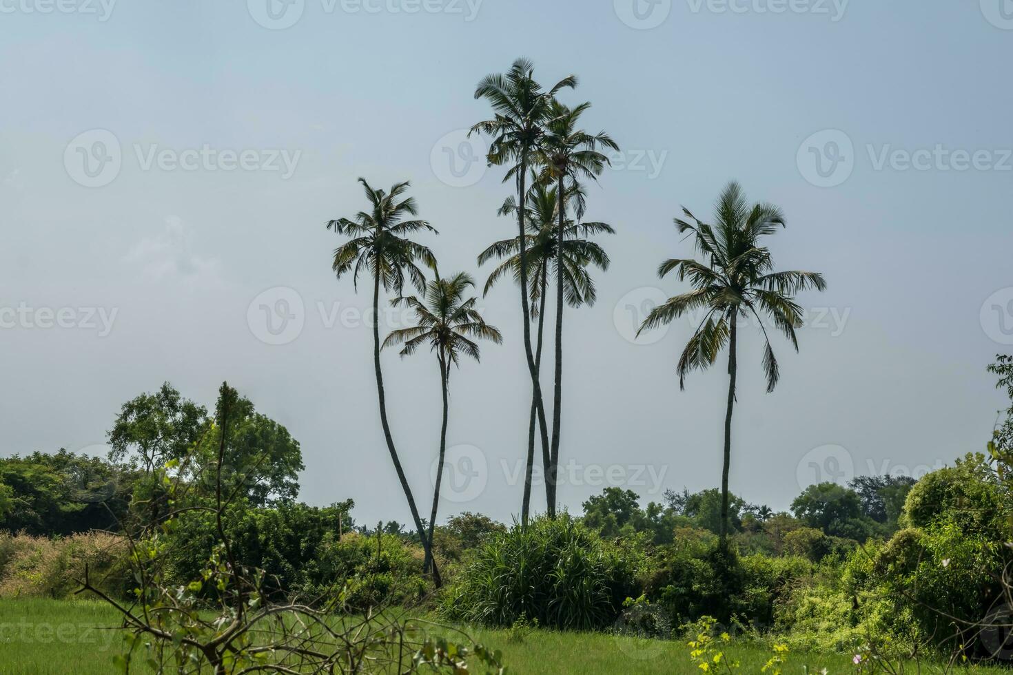 siluetas de Coco arboles palmas en contra el azul cielo de India con puesta de sol foto