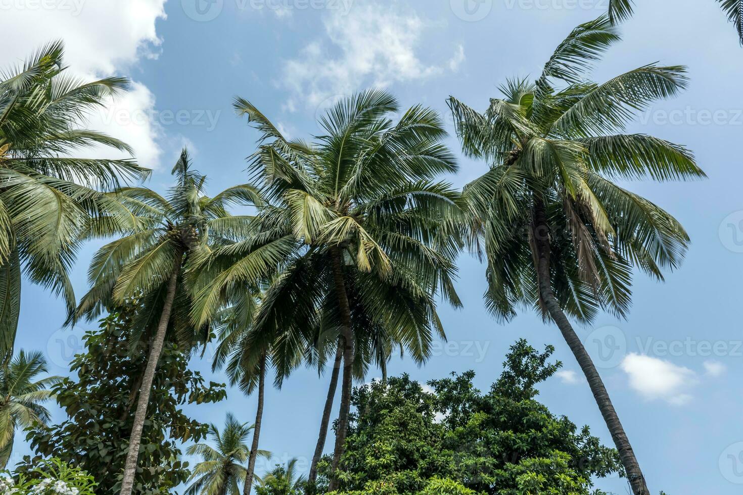 silhouettes of coconut trees palms against the blue sky of India with sunset photo