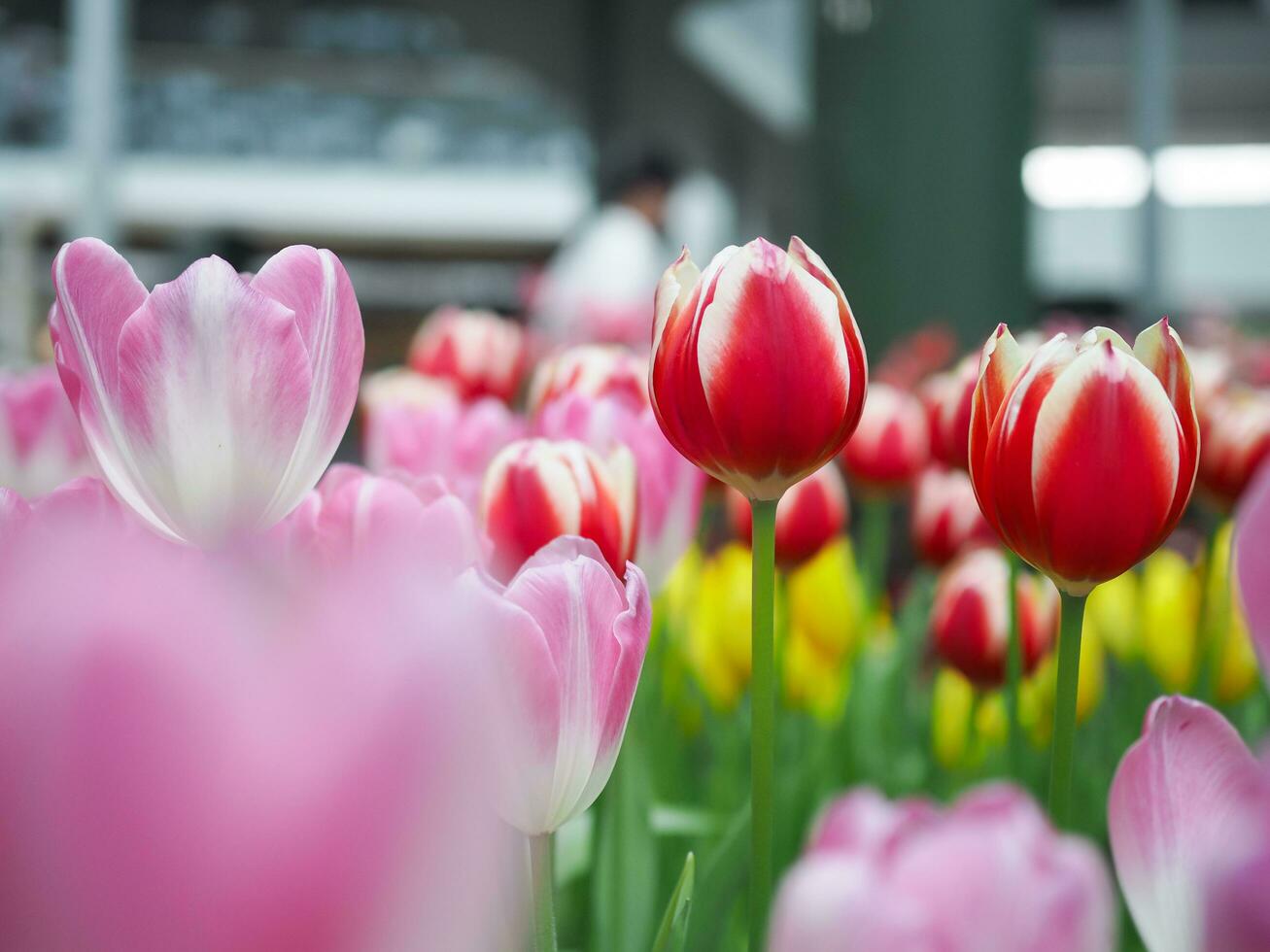 Close up Red tulip in the garden photo