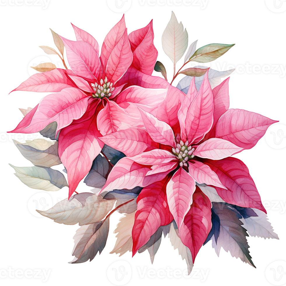 AI generated watercolor of a bunch of pink poinsettias. AI generated image png