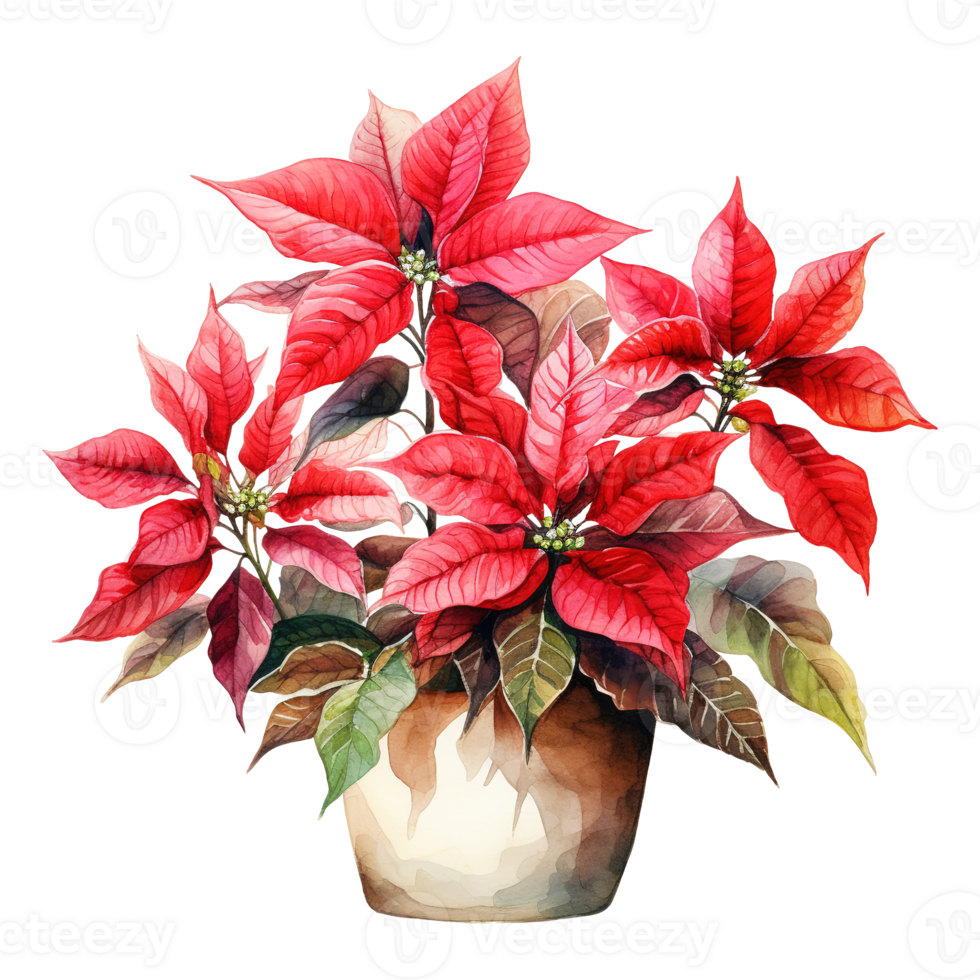 AI generated watercolor of a bunch of red poinsettias. AI generated image png