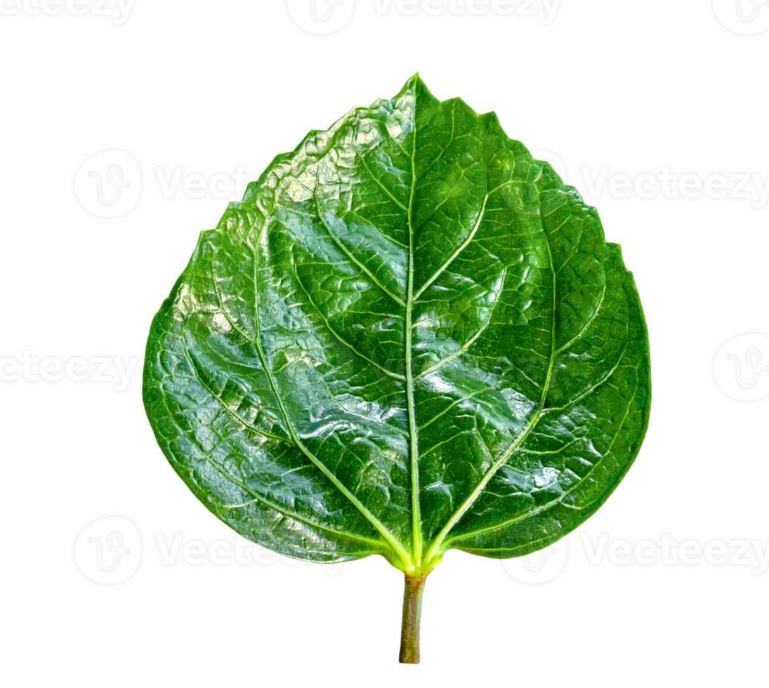 Green leaves pattern of tropical leaf plant isolated png