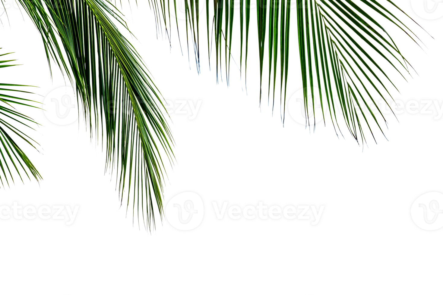 leaf coconut tree isolated png