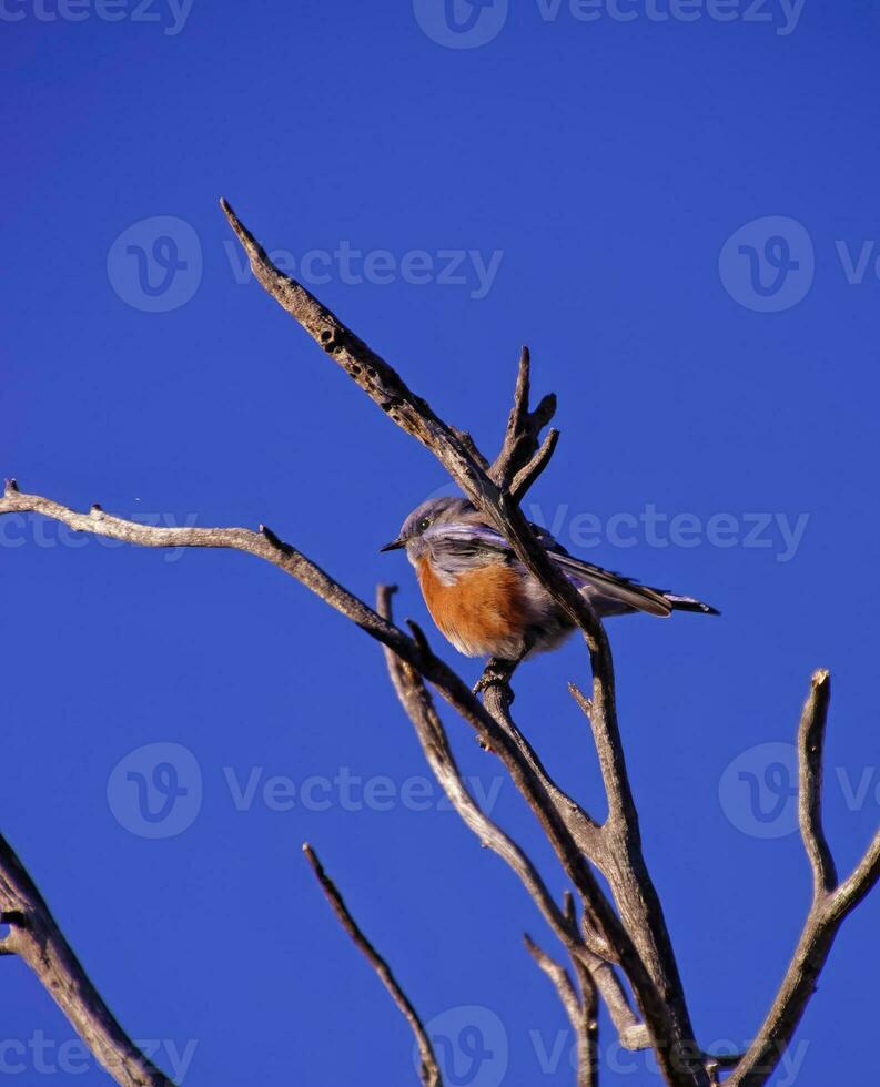 Western bluebird male photo