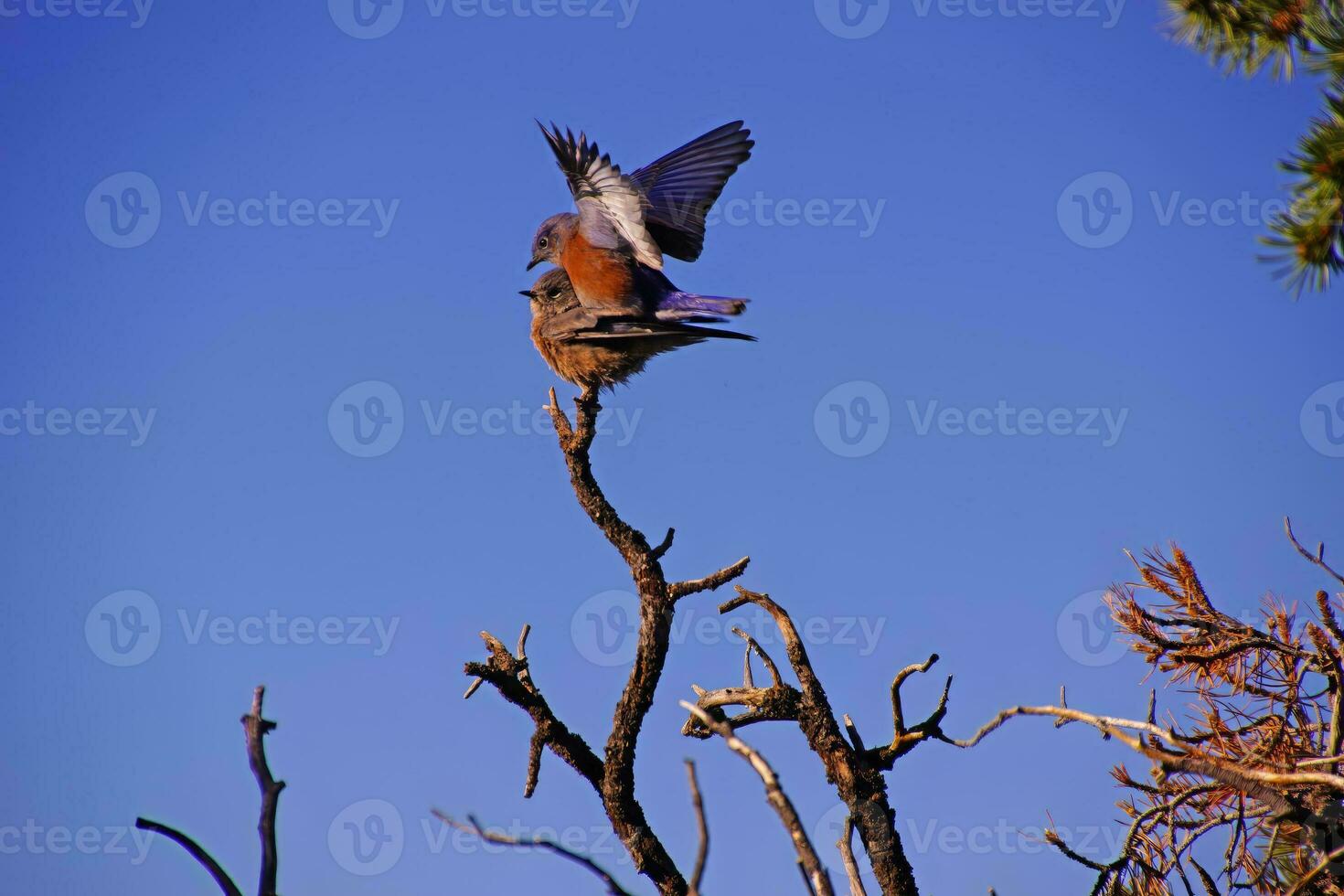 Western bluebirds  mating photo