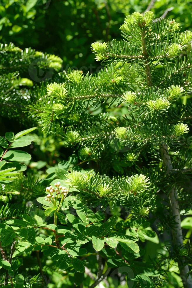 Detail of spruce branch amid underbrush photo