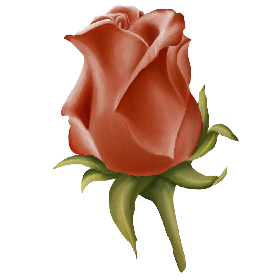 Watercolor Rosebud Illustration 35307561 PNG