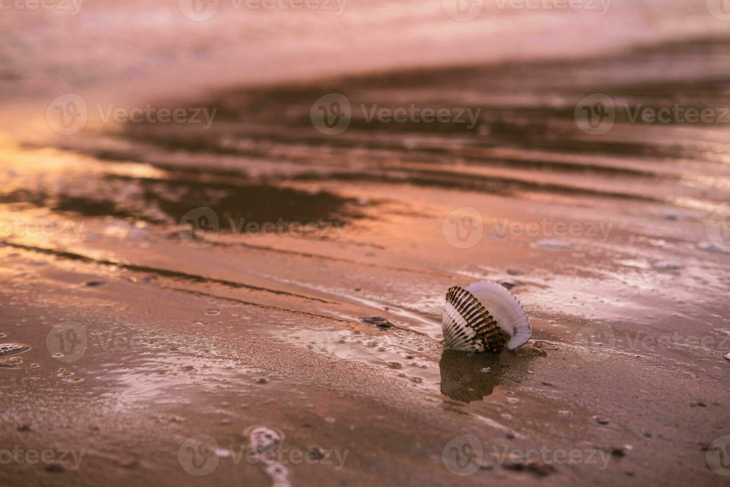 Vieira cáscara en mojado arena en el rayos de el amanecer Dom. foto