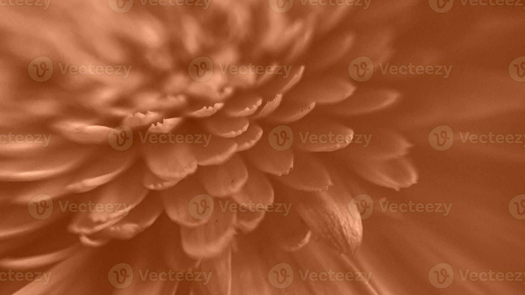 Gerbera petals in macro, beautiful peach shade of the flower photo