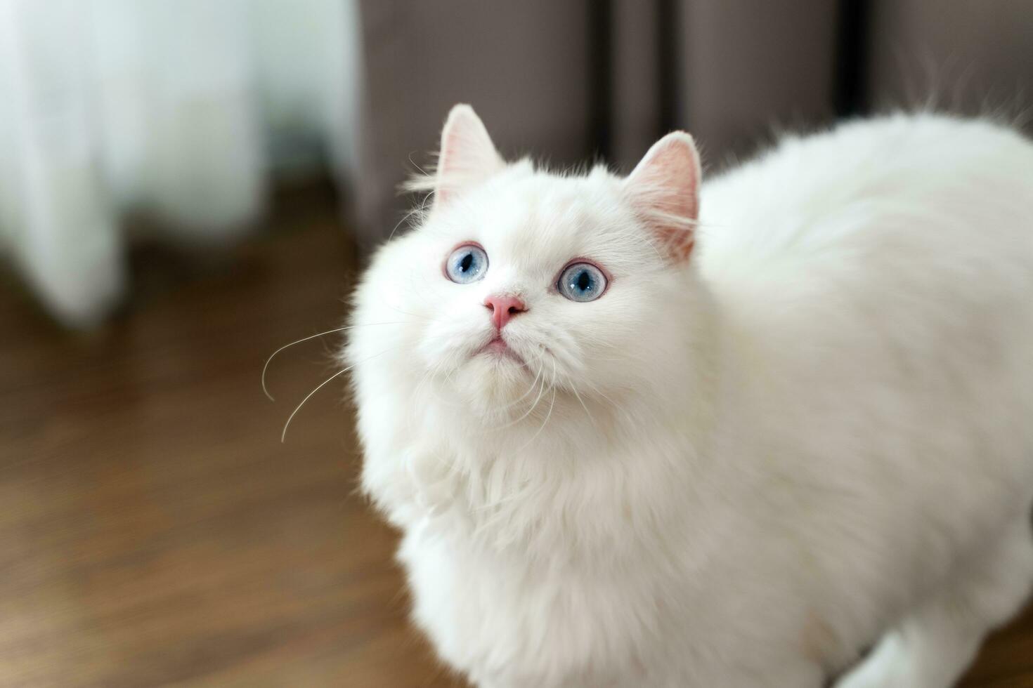 The adorable white Persian cat is in the living room at home. Pet Animal Concept. photo