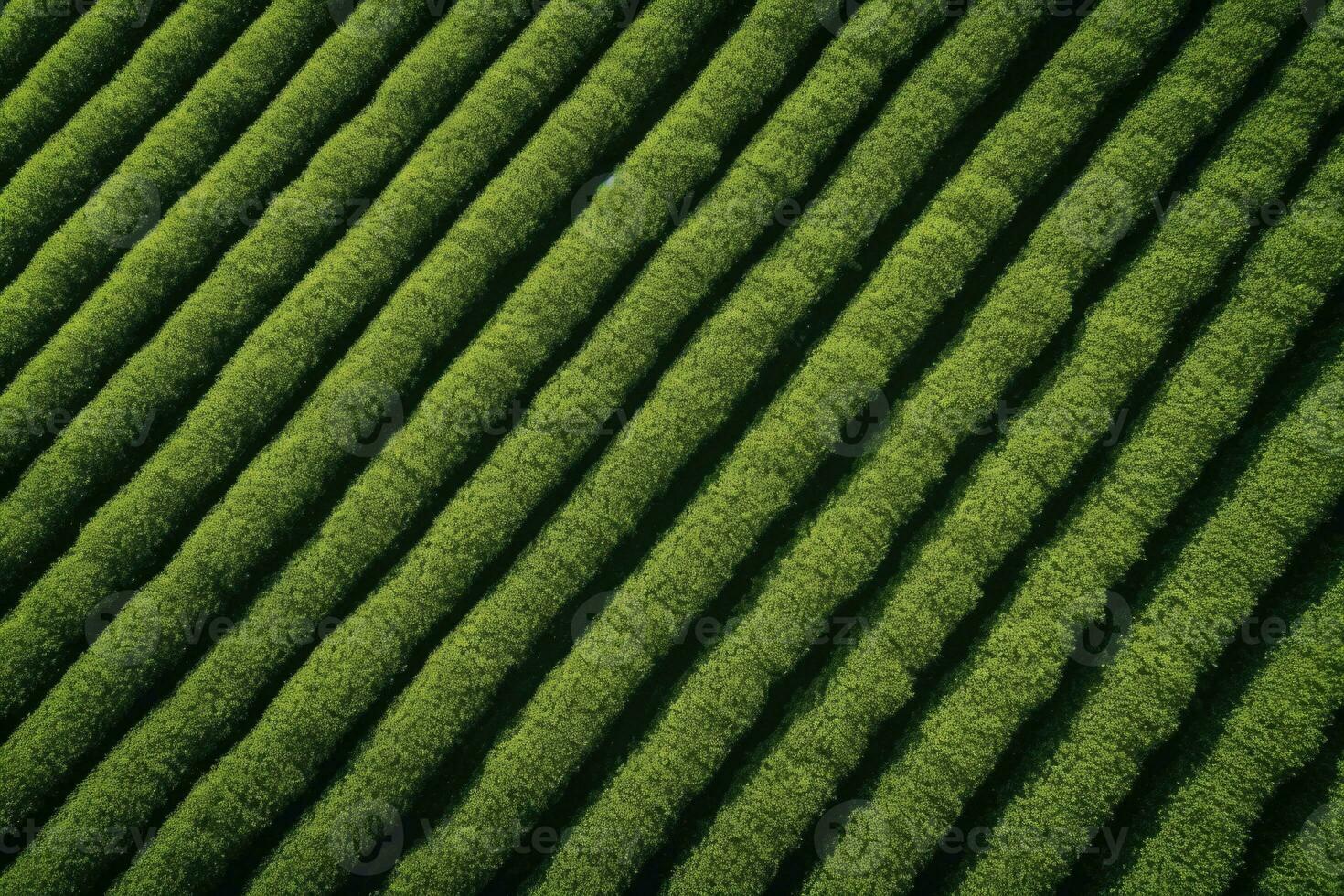 Tea field plantation background. photo shot from a drone to fields with tea