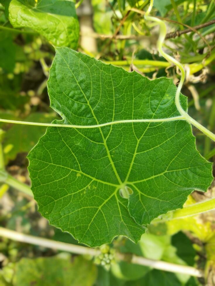 Benefits of gourd greens.Contains high levels of Vitamin-C. It helps prevent various types of infections and colds. Due to its high fiber content, gourd leaves relieve constipation. It is also helpfu photo