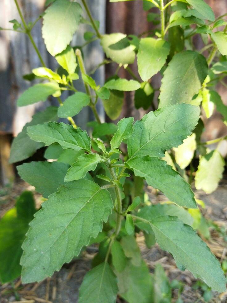 el propiedades de tulsi hojas no puedo ser exagerado. según a expertos, masticar uno tulsi hoja diario a permanecer saludable. en el balcón de el casa, dónde ligero y aire fluir, usted lata planta beneficioso foto