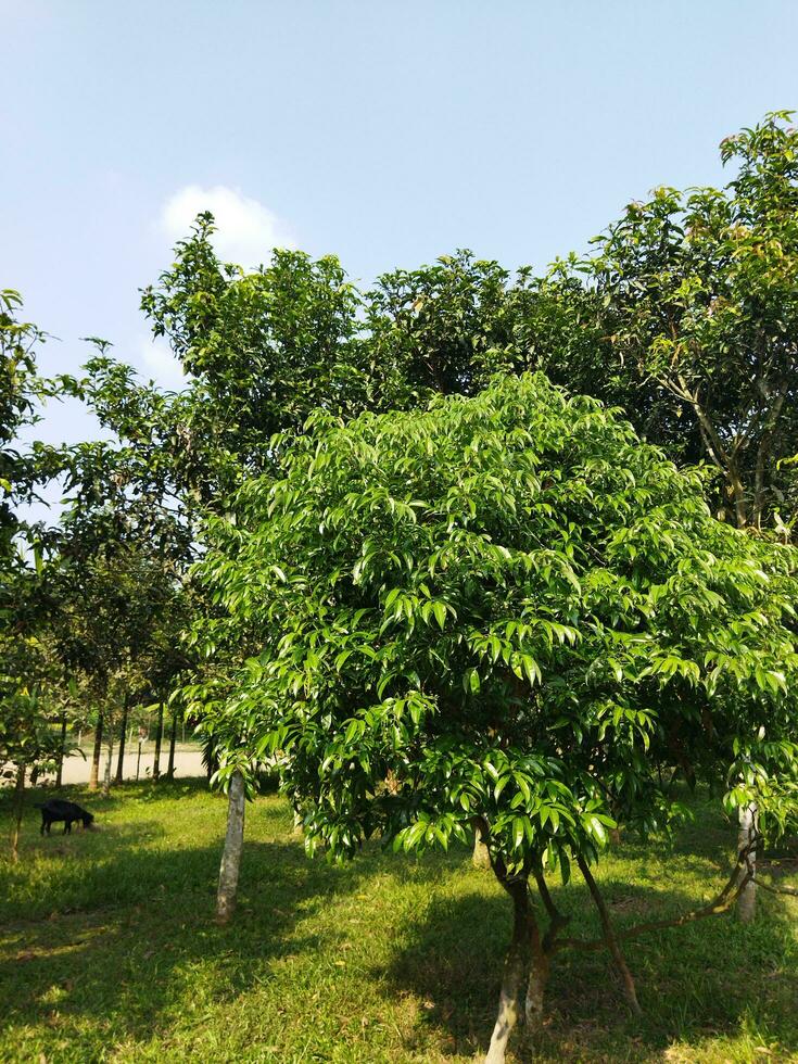 planta arboles a salvar el ambiente, arboles contribuir un lote a el equilibrar de el ambiente, entonces planta más árboles, de lo contrario el del mundo animales será desaparecer. foto