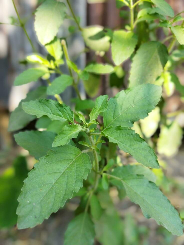 el propiedades de tulsi hojas no puedo ser exagerado. según a expertos, masticar uno tulsi hoja diario a permanecer saludable. en el balcón de el casa, dónde ligero y aire fluir, usted lata planta beneficioso foto