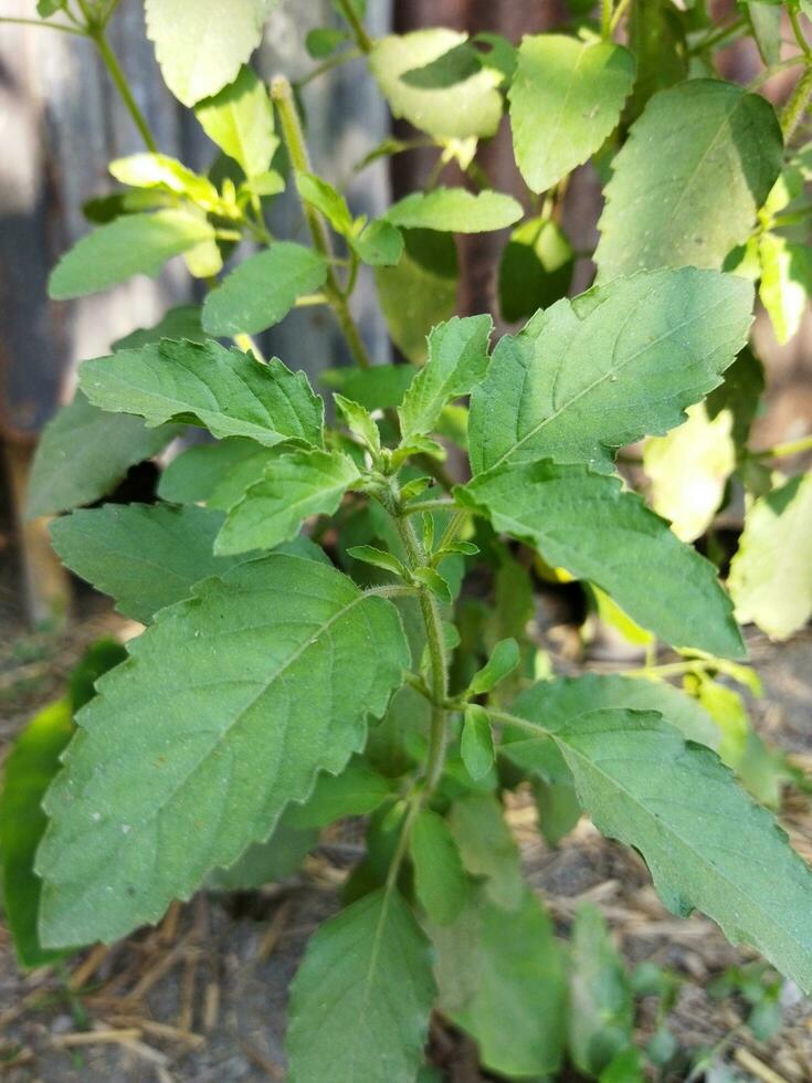 el propiedades de tulsi hojas no puedo ser exagerado. según a expertos, masticar uno tulsi hoja diario a permanecer saludable. en el balcón de el casa, dónde ligero y aire fluir, usted lata planta beneficioso foto