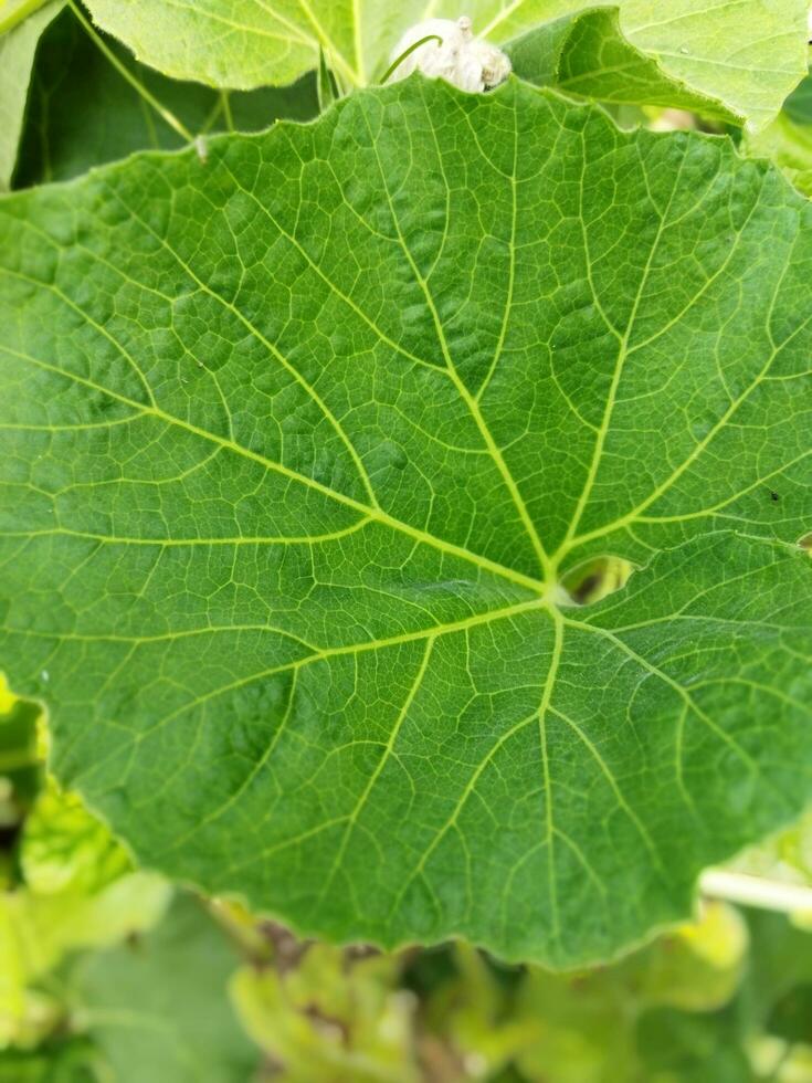 Benefits of gourd greens.Contains high levels of Vitamin-C. It helps prevent various types of infections and colds. Due to its high fiber content, gourd leaves relieve constipation. It is also helpfu photo