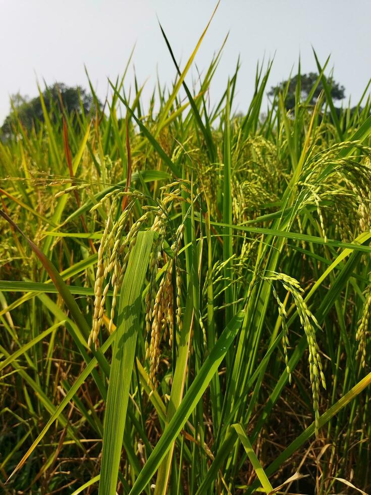 Paddy has started ripening Every year with the arrival of new paddy every Bengali family celebrates the Navanna festival, the taste of Pithapuli starts in the homes of rural Bengal. photo