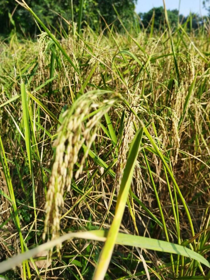 Paddy has started ripening Every year with the arrival of new paddy every Bengali family celebrates the Navanna festival, the taste of Pithapuli starts in the homes of rural Bengal. photo