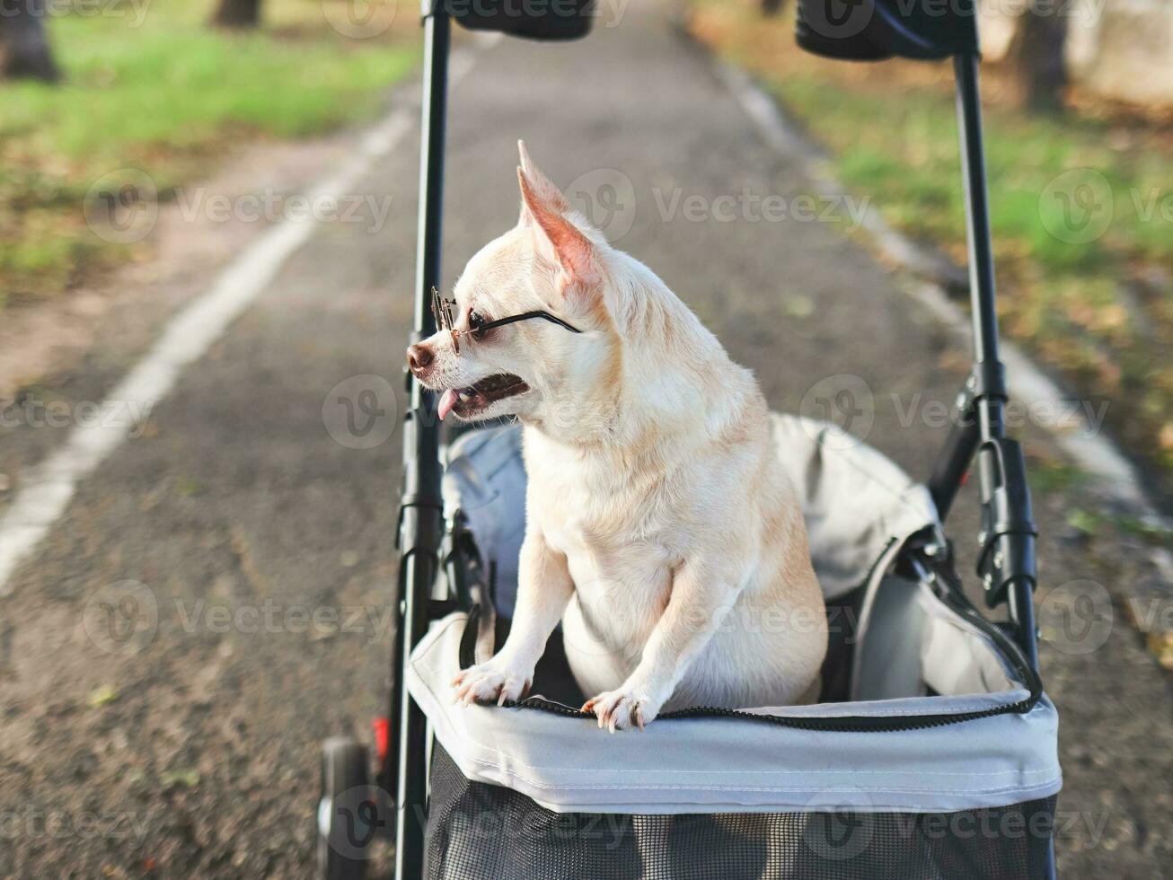Happy brown short hair Chihuahua dog wearing sunglasses, standing in pet stroller in the park, looking sideway curiously. photo