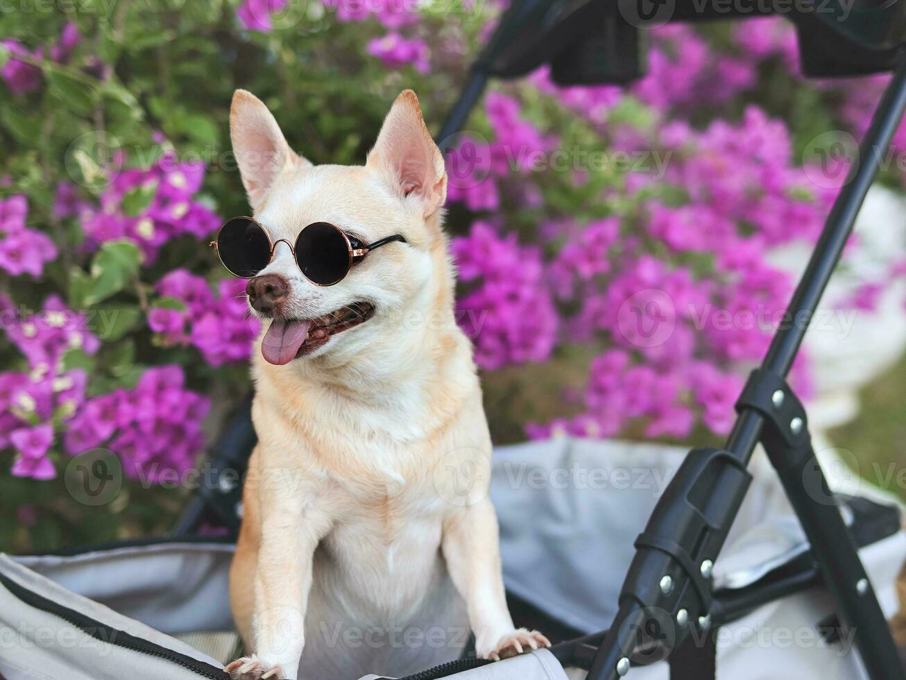 Happy brown short hair Chihuahua dog wearing sunglasses, standing in pet stroller in the park with purple flowers background. looking sideway curiously. photo