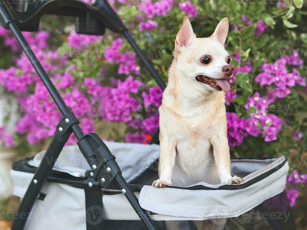 Happy brown short hair Chihuahua dog  standing in pet stroller in the park with purple flowers background. smiling and looking sideway curiously. photo