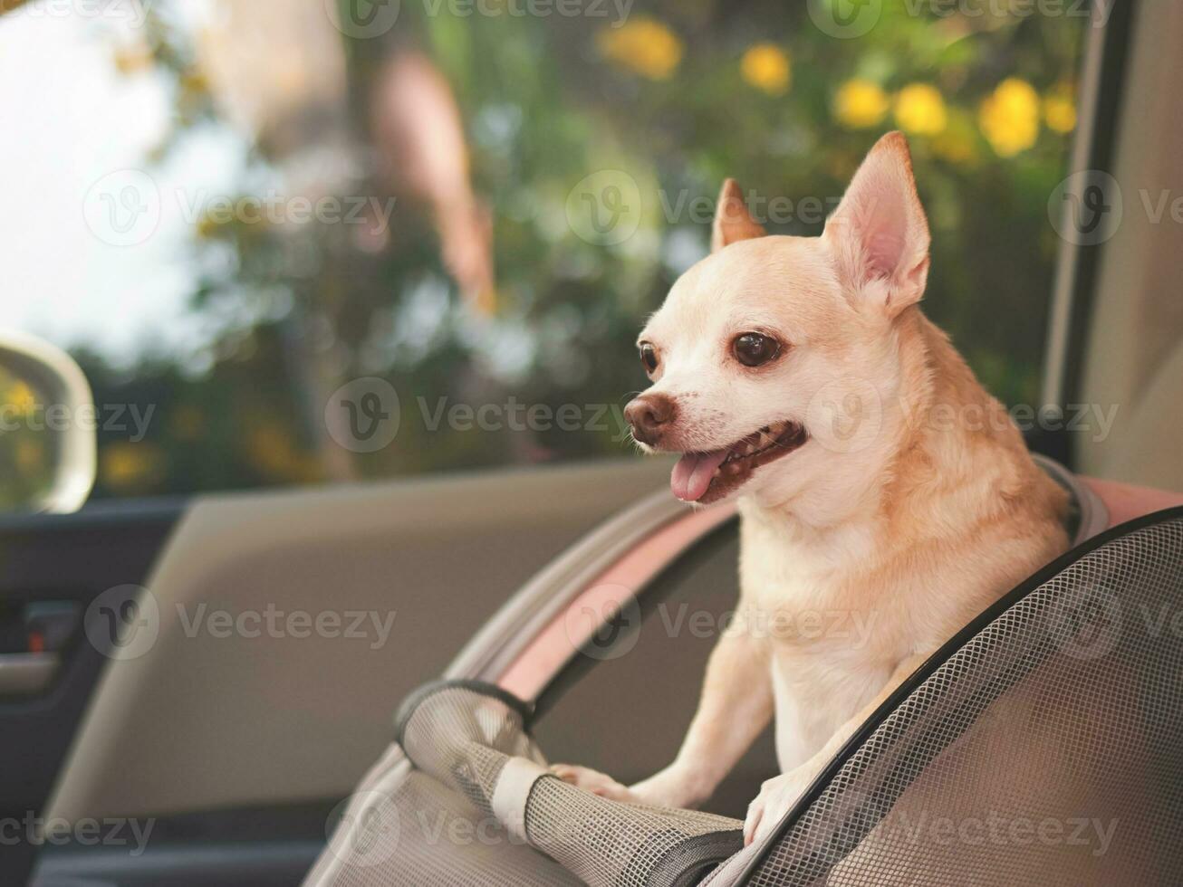 happy brown short hair chihuahua dog standing in  pet carrier backpack with opened windows in car seat. Safe travel with pets concept. photo