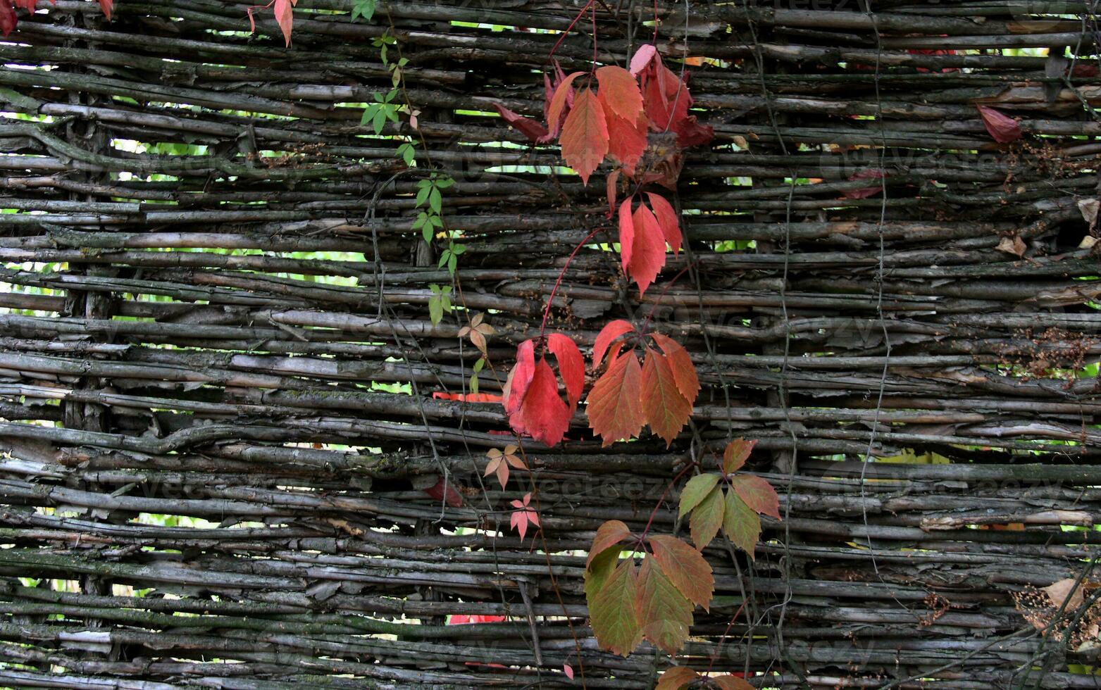 Wild Grape Growth Through Wicker Fence Pattern Image photo