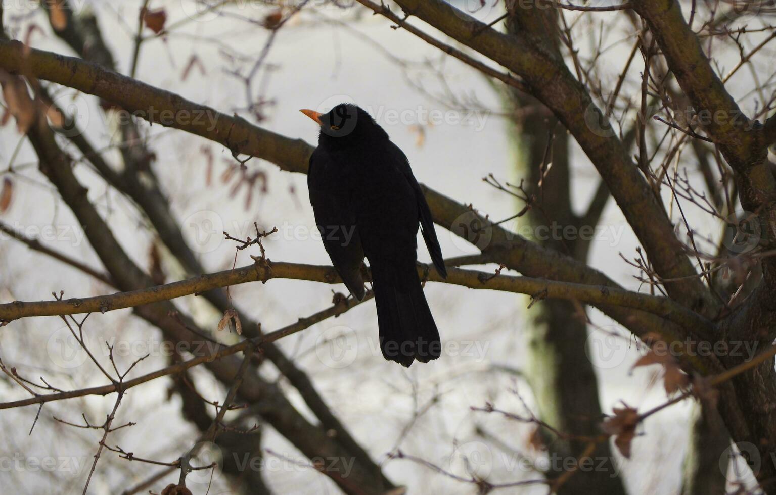 common blackbird scient. name Turdus merula bird animal photo