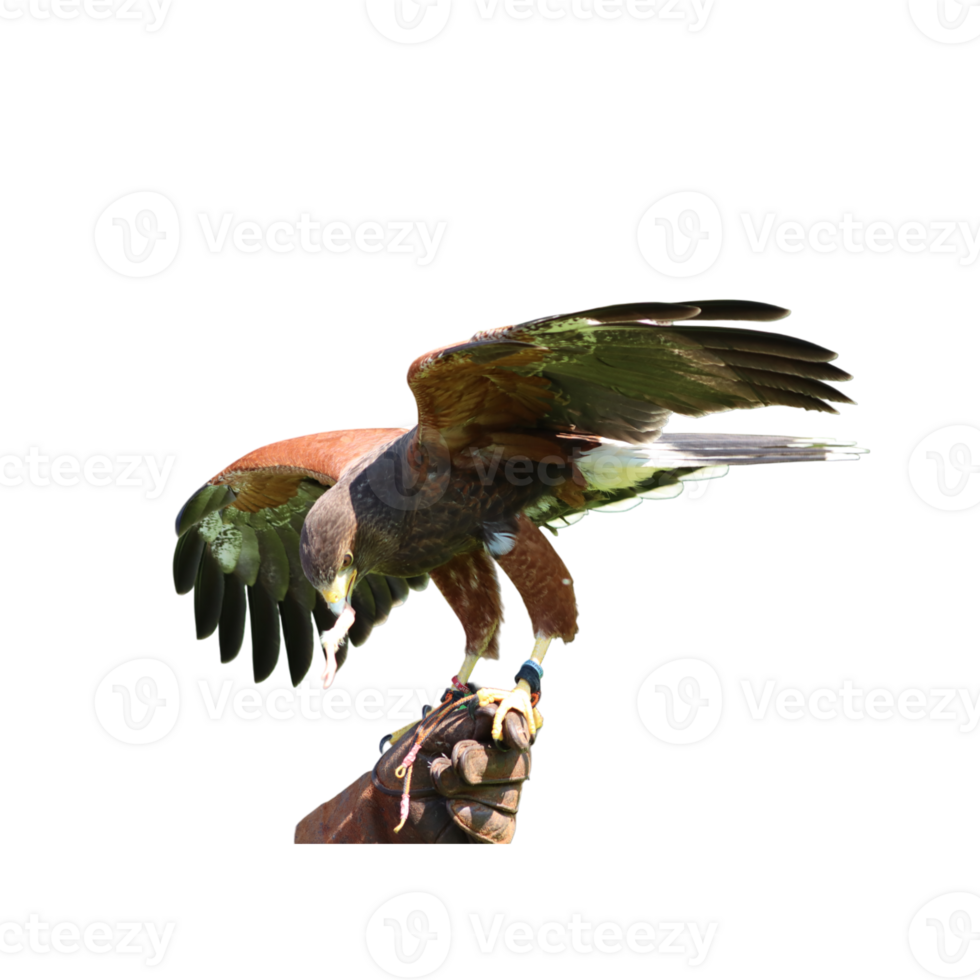 Falconer's hand with open-winged falcon png