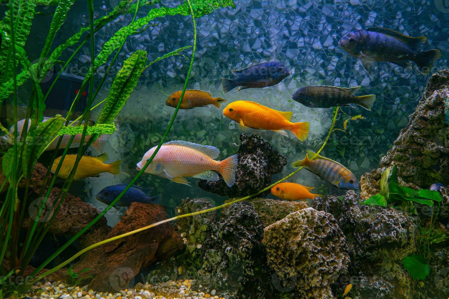 Pseudotropheus zebra, red african cichlid mbuna swimming in aquarium photo