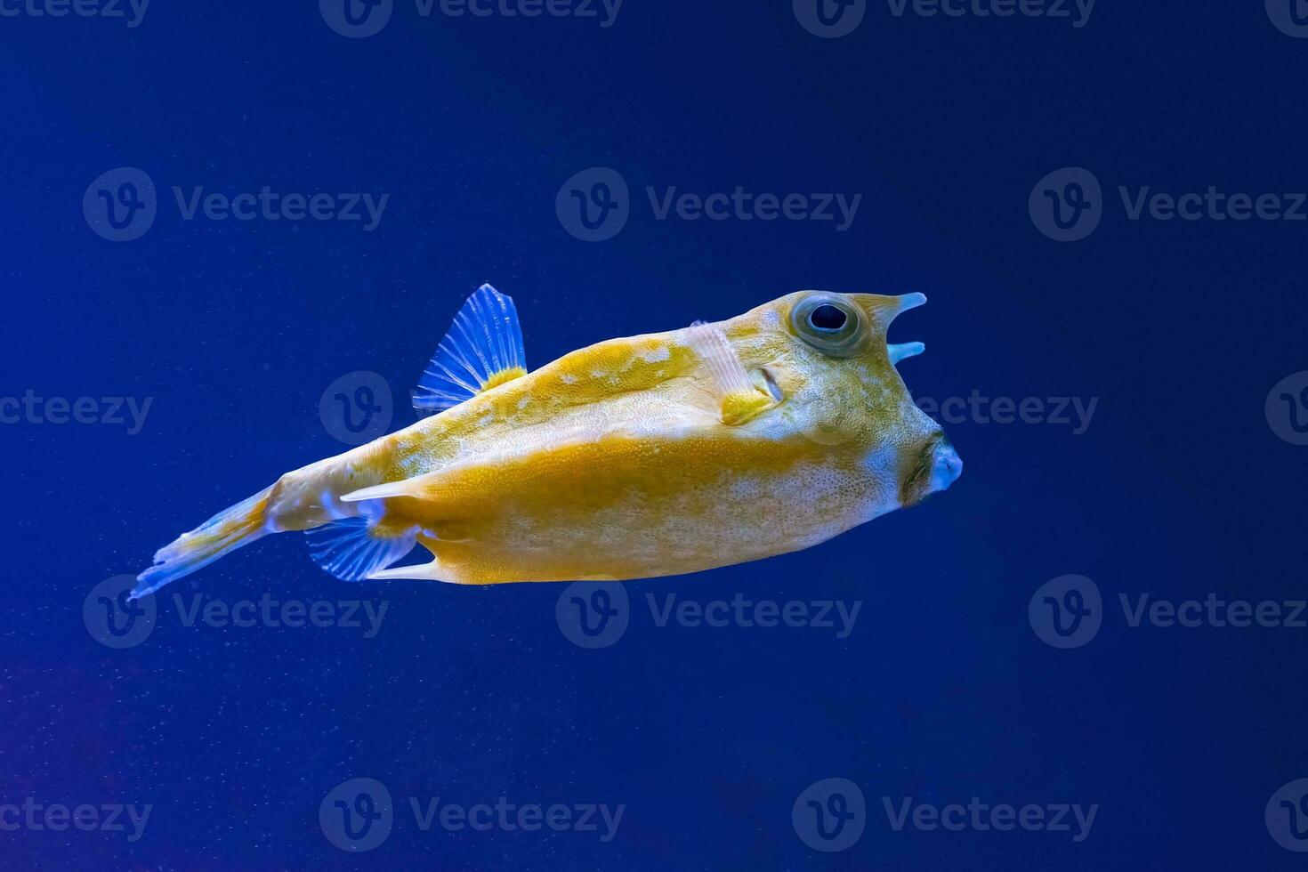 Cowfish, Lactoria cornuta swims in the aquarium photo