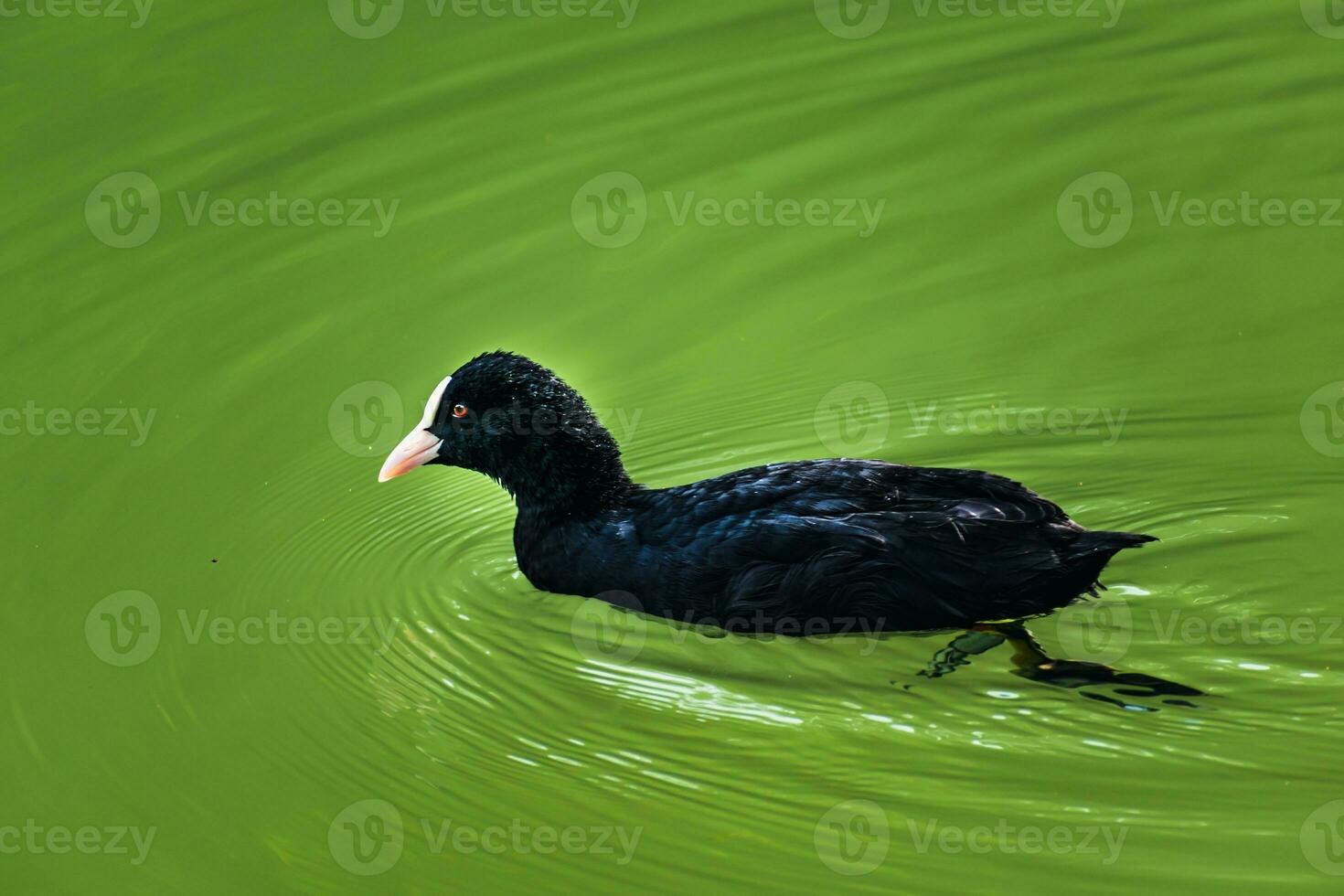 focha, pequeño negro vadear pájaro con blanco pico en un lago, fulica atra foto