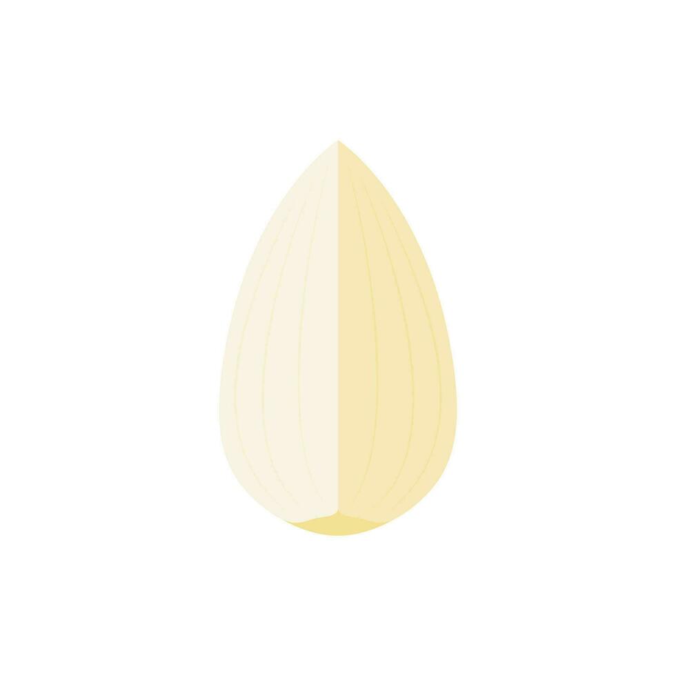 Garlic on white background. Garlic vector. vector