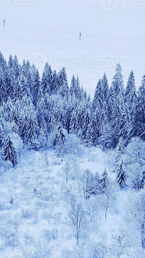 gratis foto pino arboles cubierto por nieve en montaña hermosa invierno paisajes de montañas