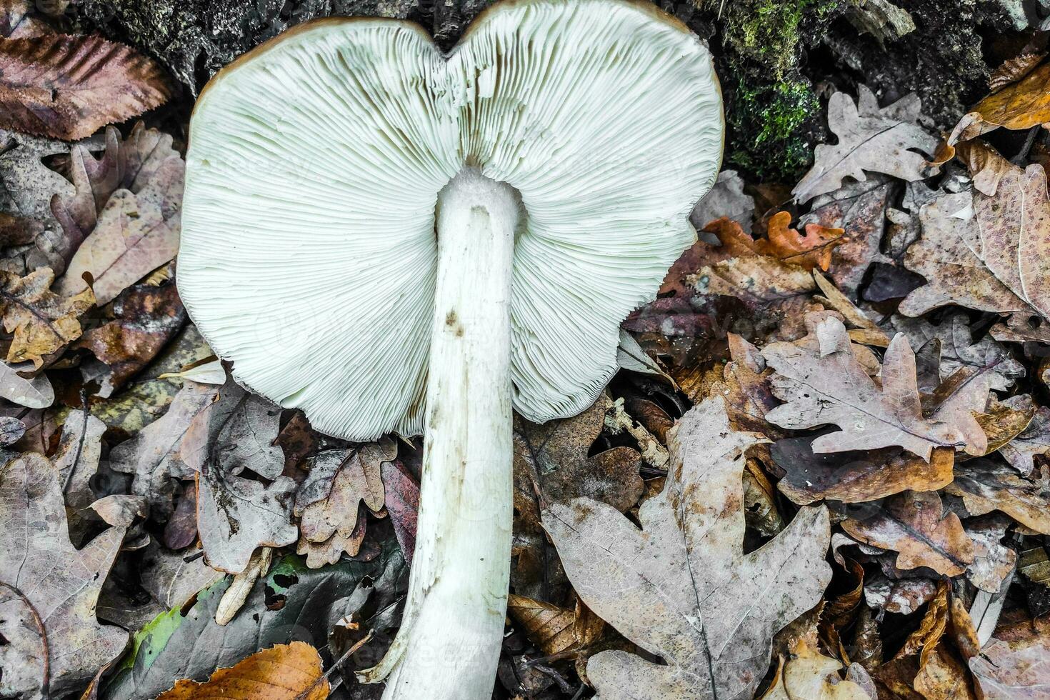 Pluteus ephebeus mushroom close-up. photo