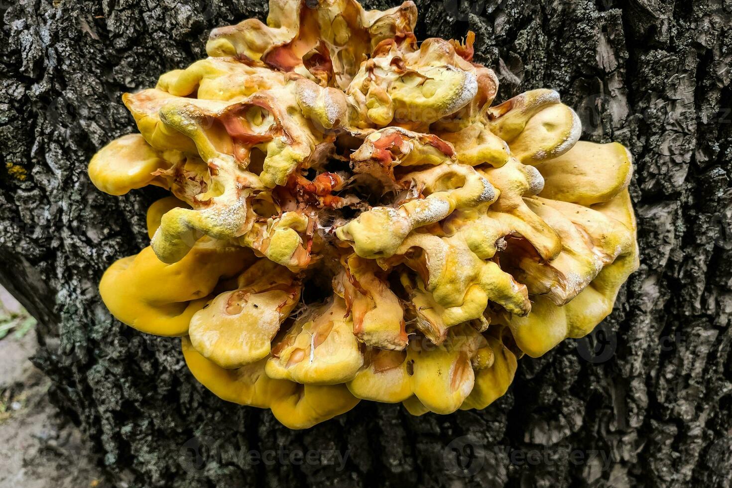 A huge yellow fungusparasite Laetiporus sulphureus grew on a burnt