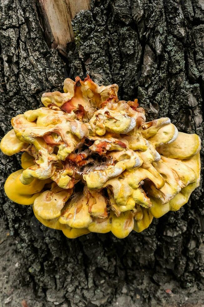 A huge yellow fungusparasite Laetiporus sulphureus grew on a burnt