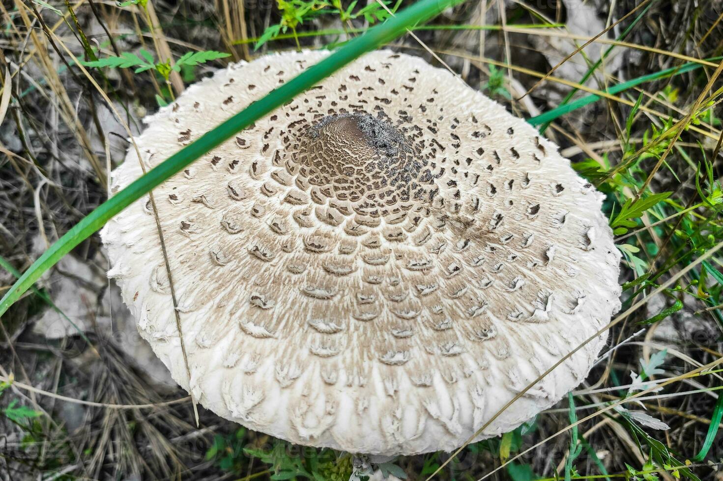 Mushroom Macrolepiota procera close-up. photo