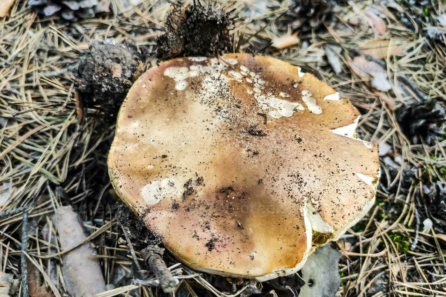 The large mushroom Boletus edulis grows in a coniferous forest. photo
