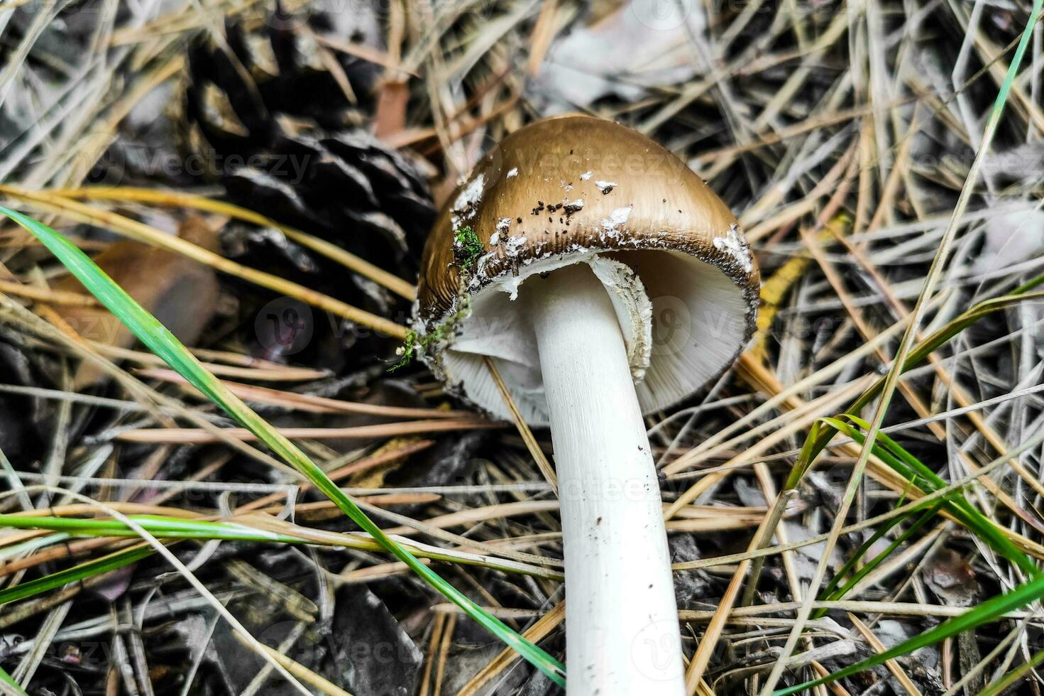 The poisonous mushroom Amanita pantherina panther grows in the autumn forest. photo