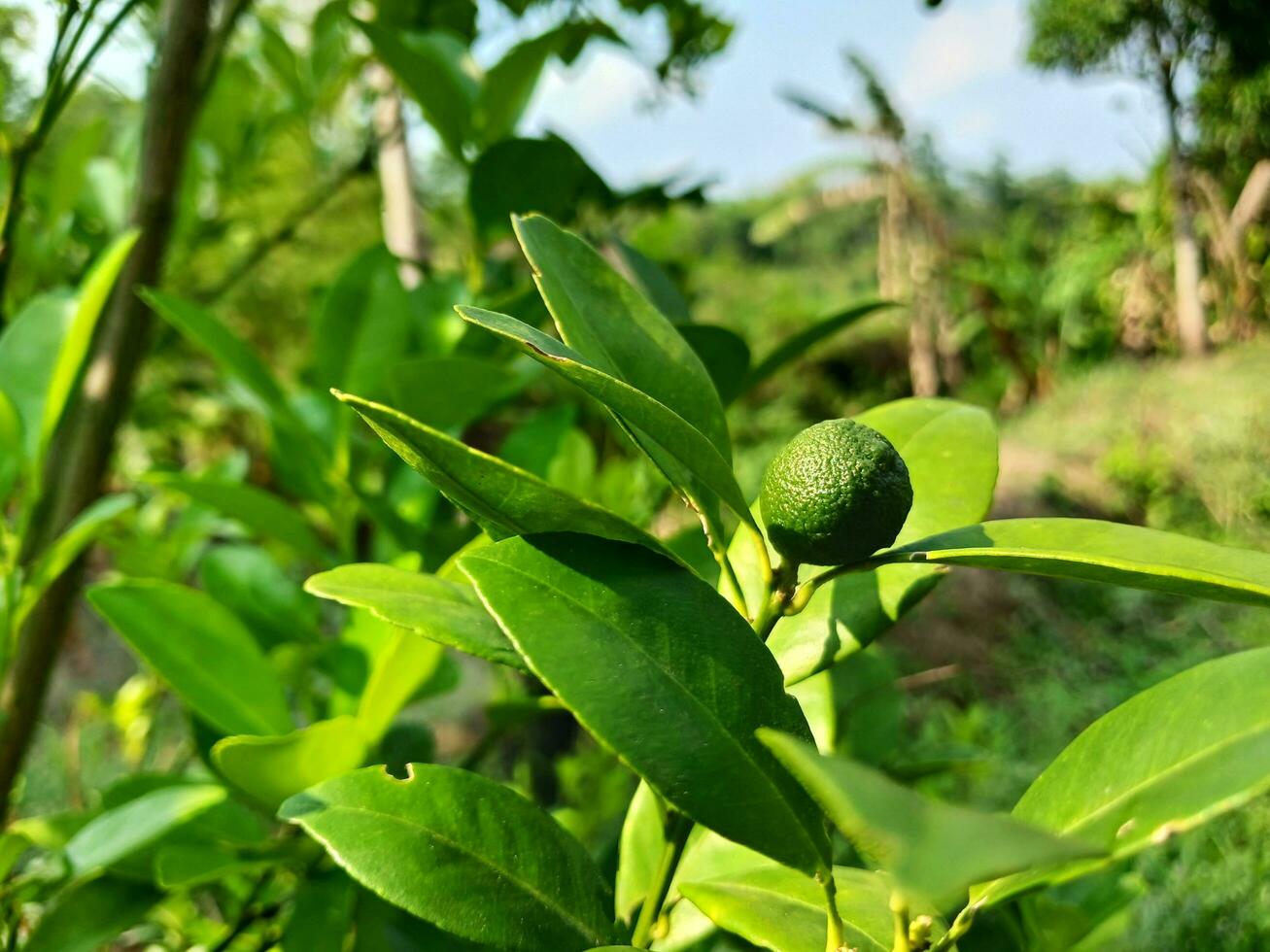 Kaffir lime or Citrus hystrix is a member of the citrus family, Rutacea, of the Citrus type. photo