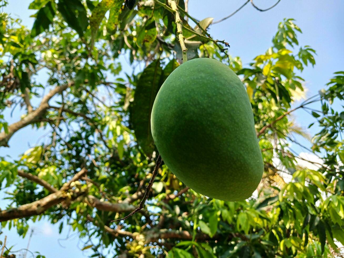 Mango with leaves background. Young green mango. Mango tree with green fruit. photo