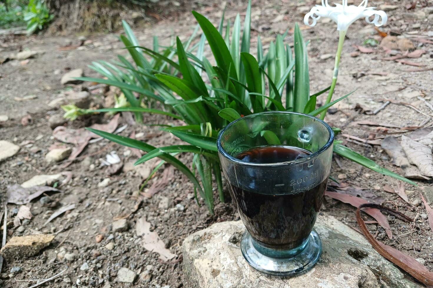 Glass of coffee on plant background photo