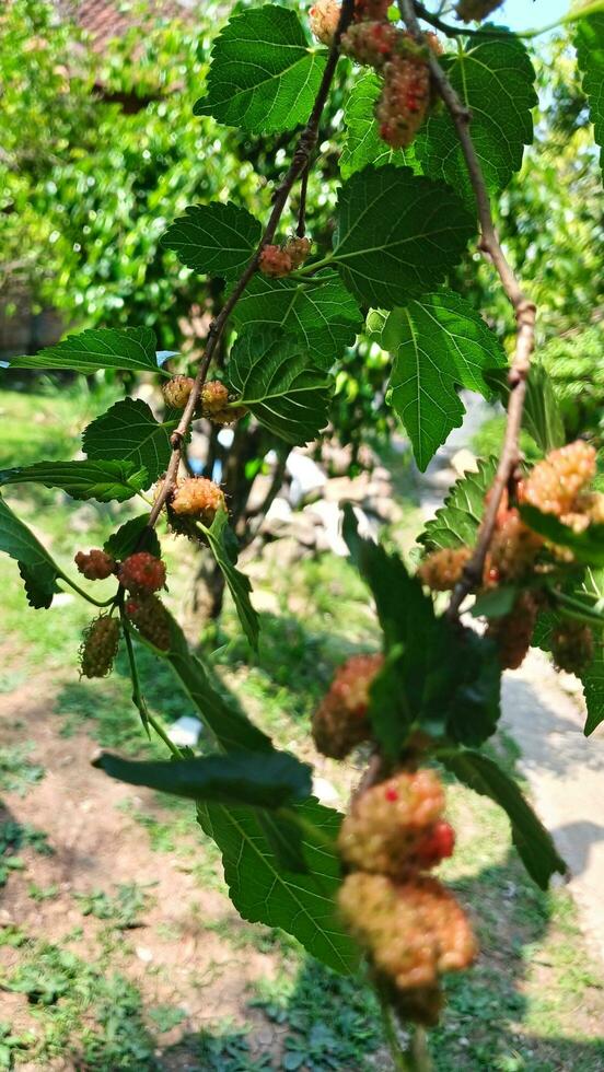 The murbey fruit in black and red has a sweet and sour taste photo