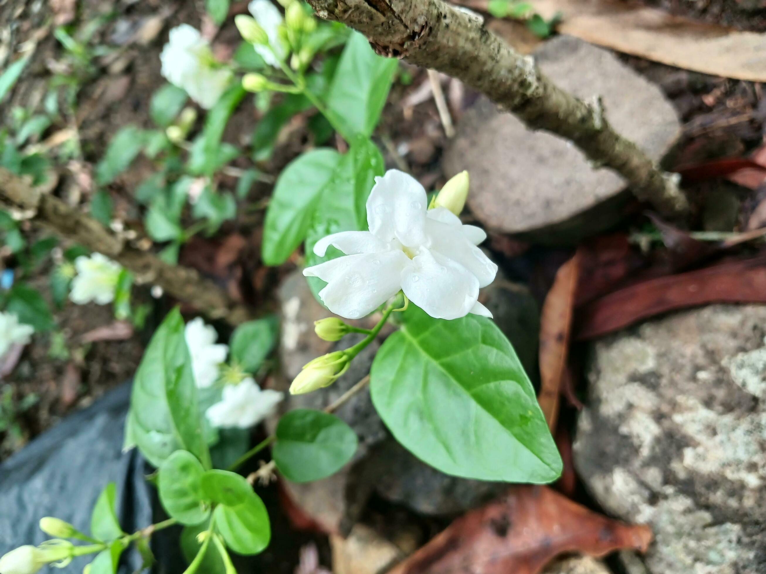 Sambac jasmine or Jasminum sambac is a species of jasmine native to