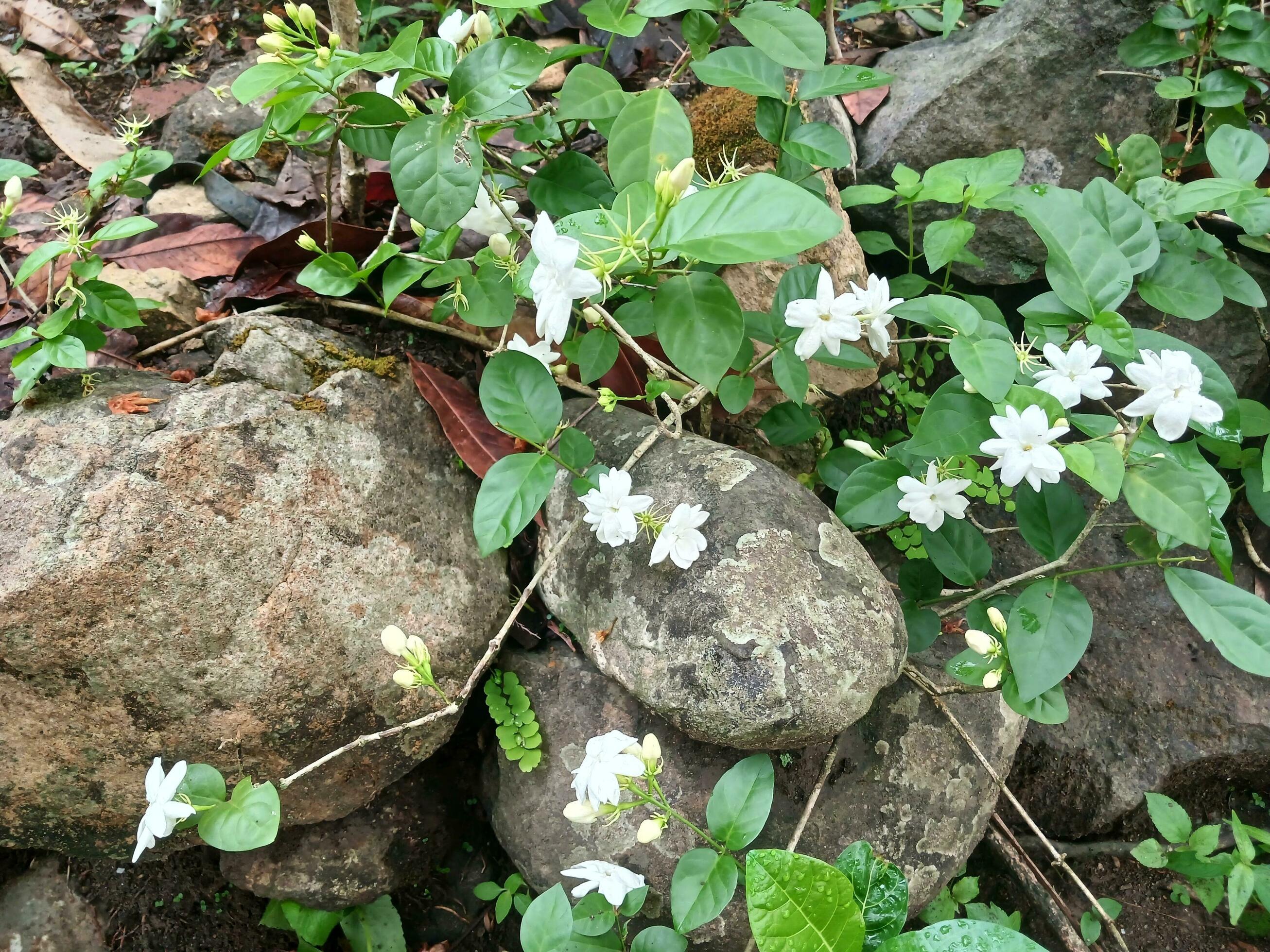 Sambac jasmine or Jasminum sambac is a species of jasmine native to