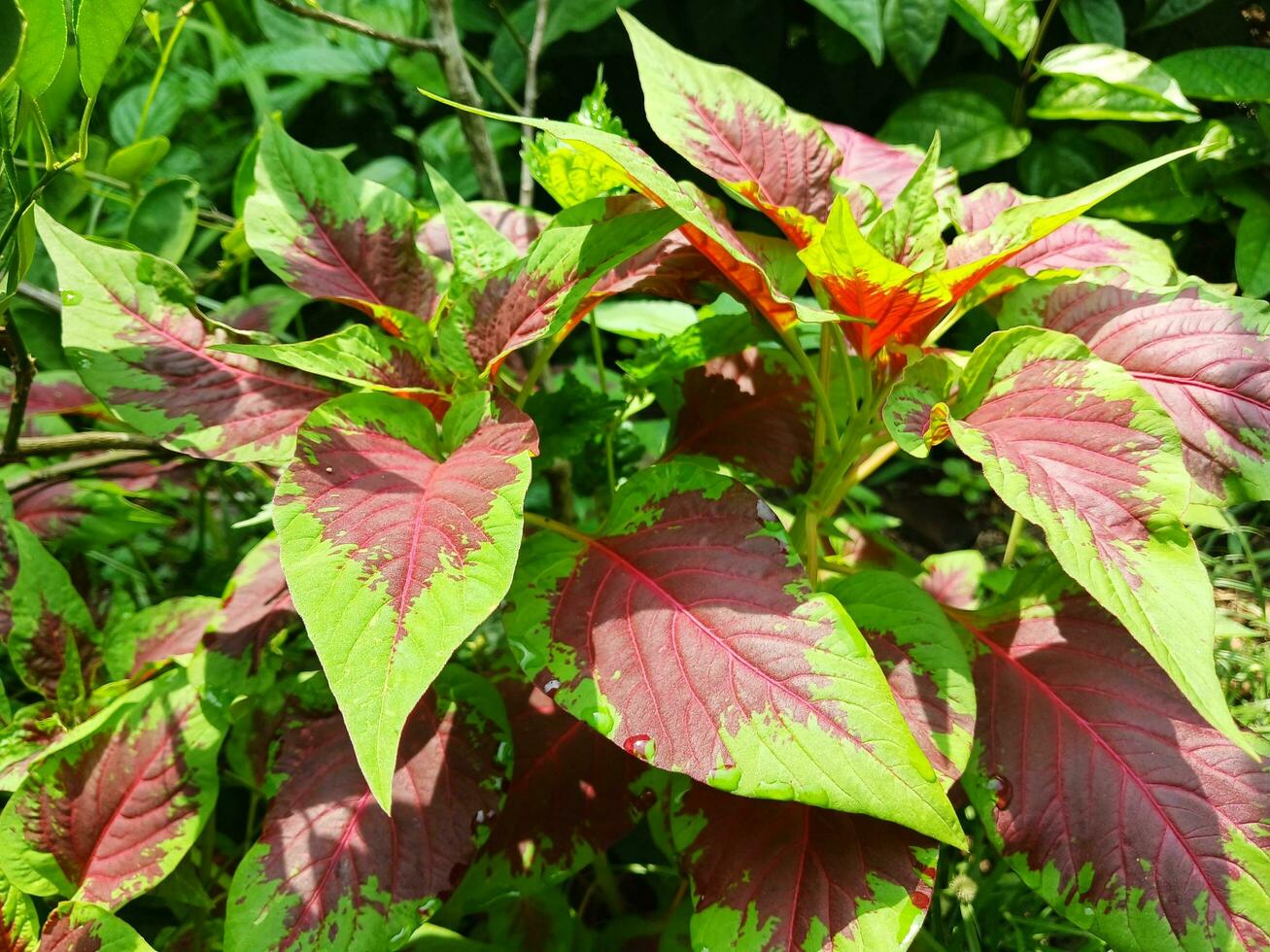 Tricolor Perilla's light green foliage quickly turns dark burgundy. photo