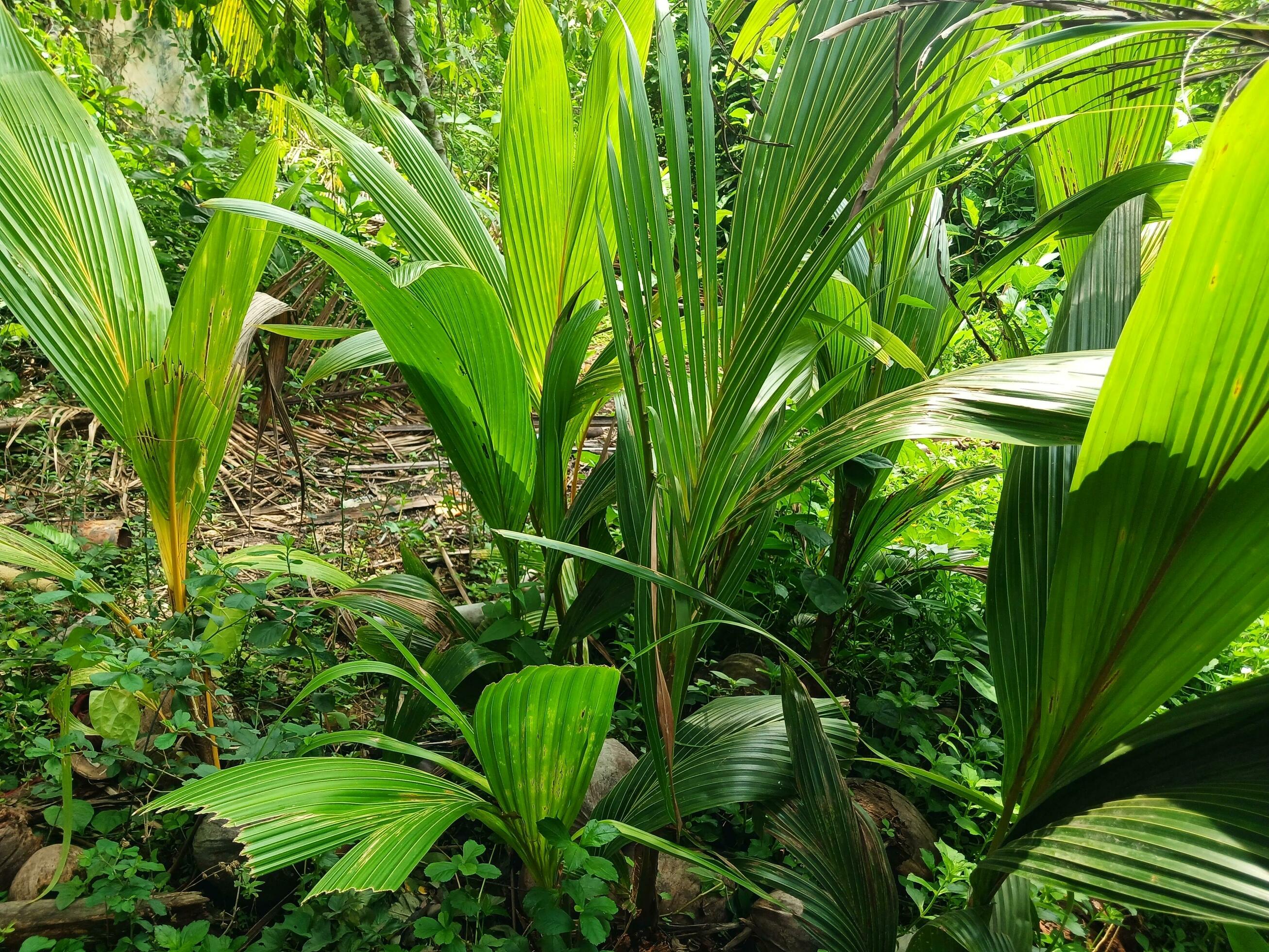 Young coconut leaves of tropical green tree, abstract natural