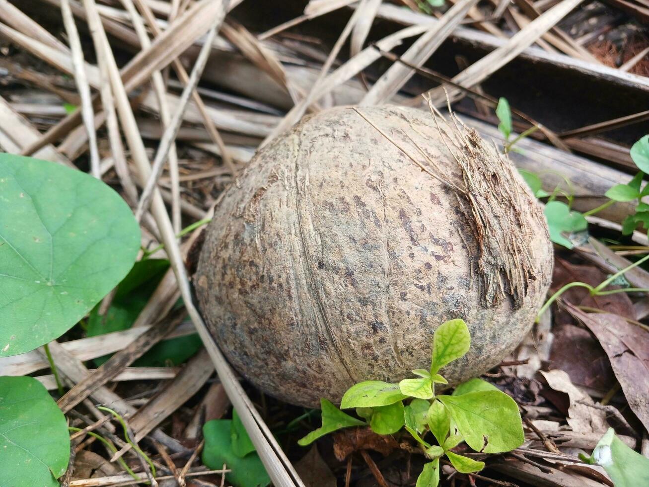 Empty coconut shell. activated charcoal raw material for industrial fuel and beauty applications.empty coconut bowl. photo